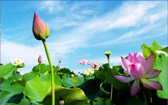 Tháp Mười đẹp nhất bông sen.