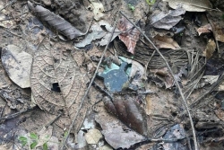 Thái Lan bắt tay rà phá bom mìn sau vụ nổ ở biên giới Campuchia khiến binh sĩ bị thương