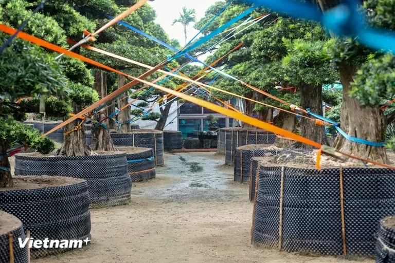 Ứng phó bão số 3, người Hà Nội gia cố nhà cửa, tài sản