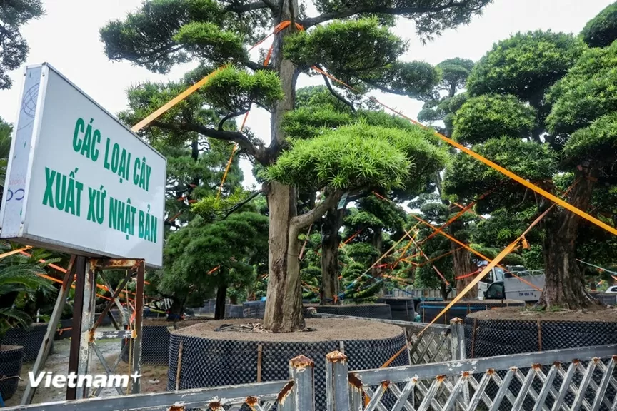 Ứng phó bão số 3, người Hà Nội gia cố nhà cửa, tài sản