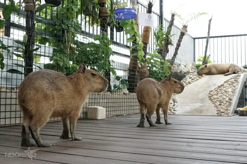 Quán cà phê hút khách nhờ dịch vụ chơi với thú cưng, chuột nang nước, gấu mèo Bắc Mỹ