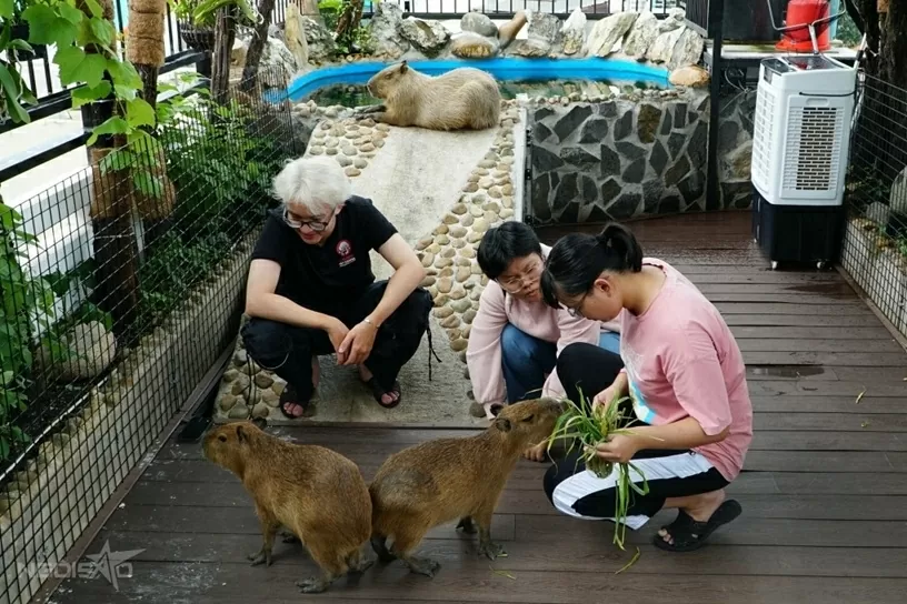 Quán cà phê hút khách nhờ dịch vụ chơi với thú cưng, chuột nang nước, gấu mèo Bắc Mỹ