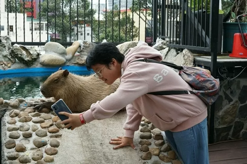 Quán cà phê hút khách nhờ dịch vụ chơi với thú cưng, chuột nang nước, gấu mèo Bắc Mỹ