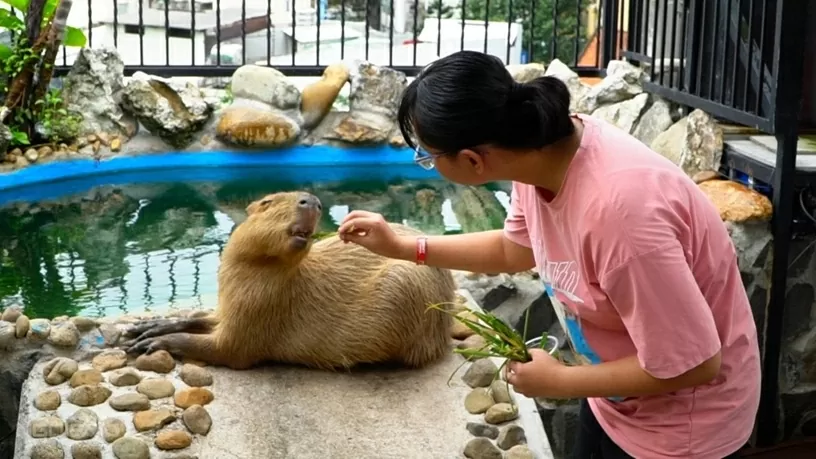 Quán cà phê hút khách nhờ dịch vụ chơi với thú cưng, chuột nang nước, gấu mèo Bắc Mỹ