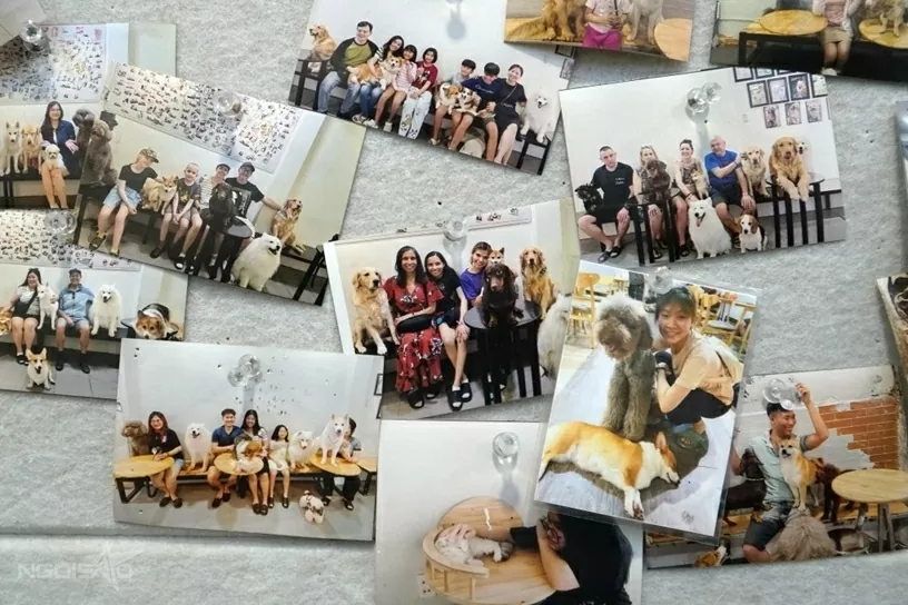 Quán cà phê hút khách nhờ dịch vụ chơi với thú cưng, chuột nang nước, gấu mèo Bắc Mỹ