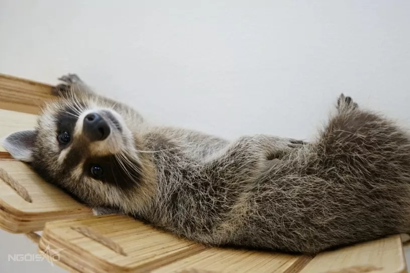 Quán cà phê hút khách nhờ dịch vụ chơi với thú cưng, chuột nang nước, gấu mèo Bắc Mỹ