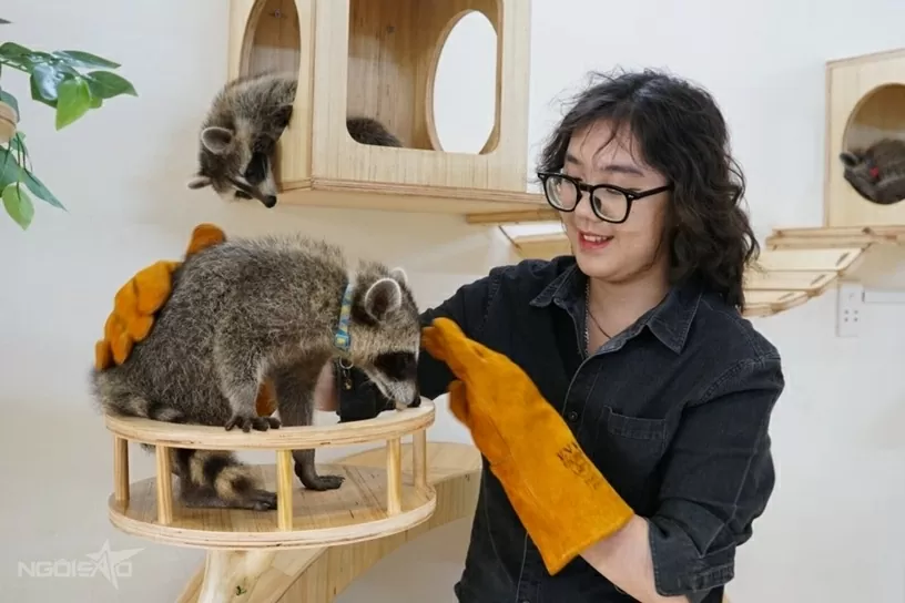 Quán cà phê hút khách nhờ dịch vụ chơi với thú cưng, chuột nang nước, gấu mèo Bắc Mỹ