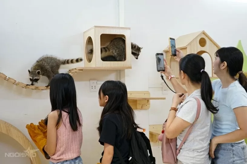 Quán cà phê hút khách nhờ dịch vụ chơi với thú cưng, chuột nang nước, gấu mèo Bắc Mỹ