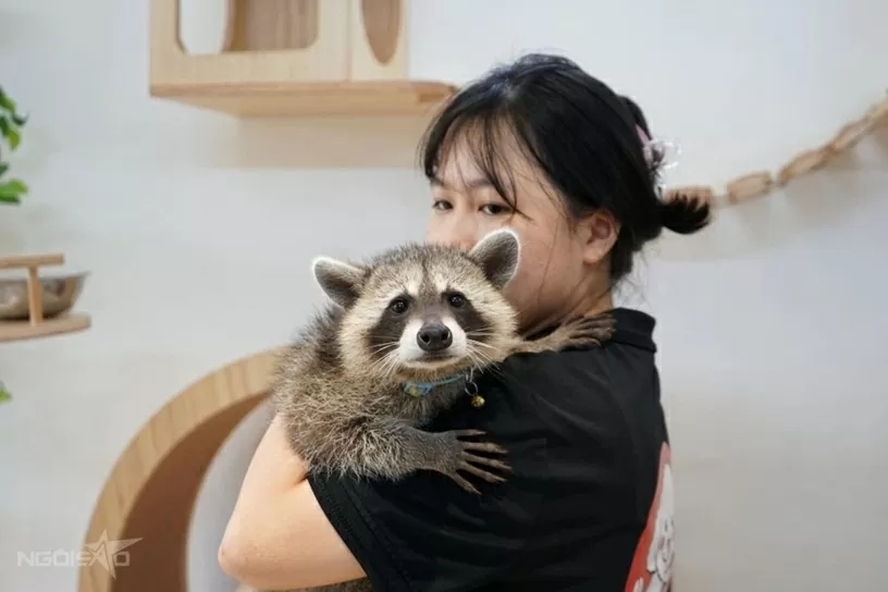 Quán cà phê hút khách nhờ dịch vụ chơi với thú cưng, chuột nang nước, gấu mèo Bắc Mỹ