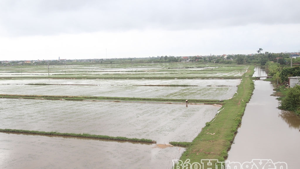 Hưng Yên khẩn trương khôi phục sản xuất sau bão Wipha