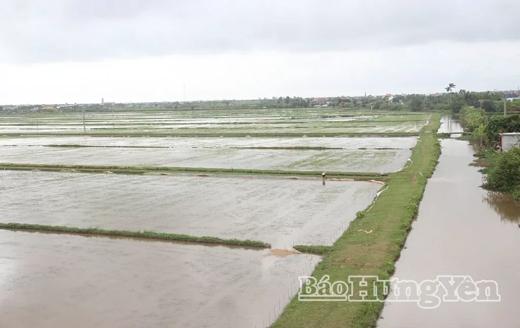 Khẩn trương kh&ocirc;i phục sản xuất sau b&atilde;o số 3