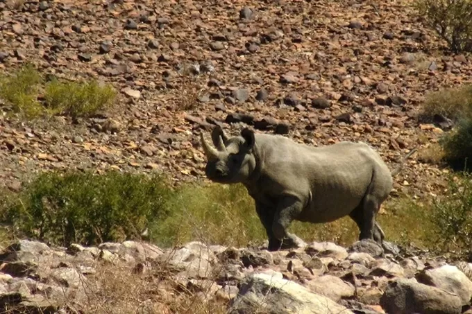 Xây dựng khu bảo tồn tê giác đen lớn nhất thế giới tại Namibia