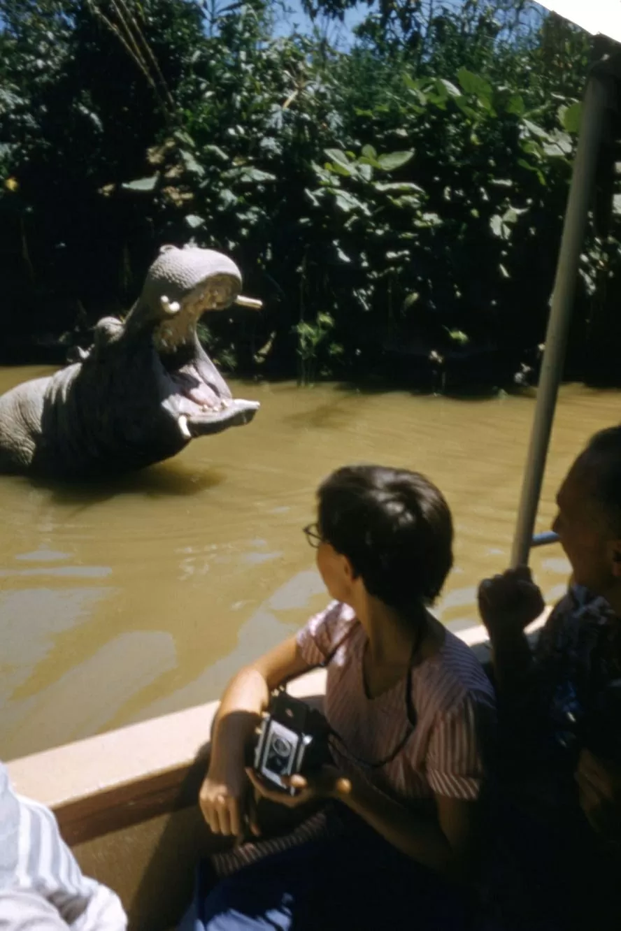 Một chú hà mã animatronic chào đón du khách trên chuyến du ngoạn Jungle Cruise. (Nguồn: Shutterstock) Một chú hà mã animatronic chào đón du khách trên chuyến du ngoạn Jungle Cruise. (Nguồn: Shutterstock)