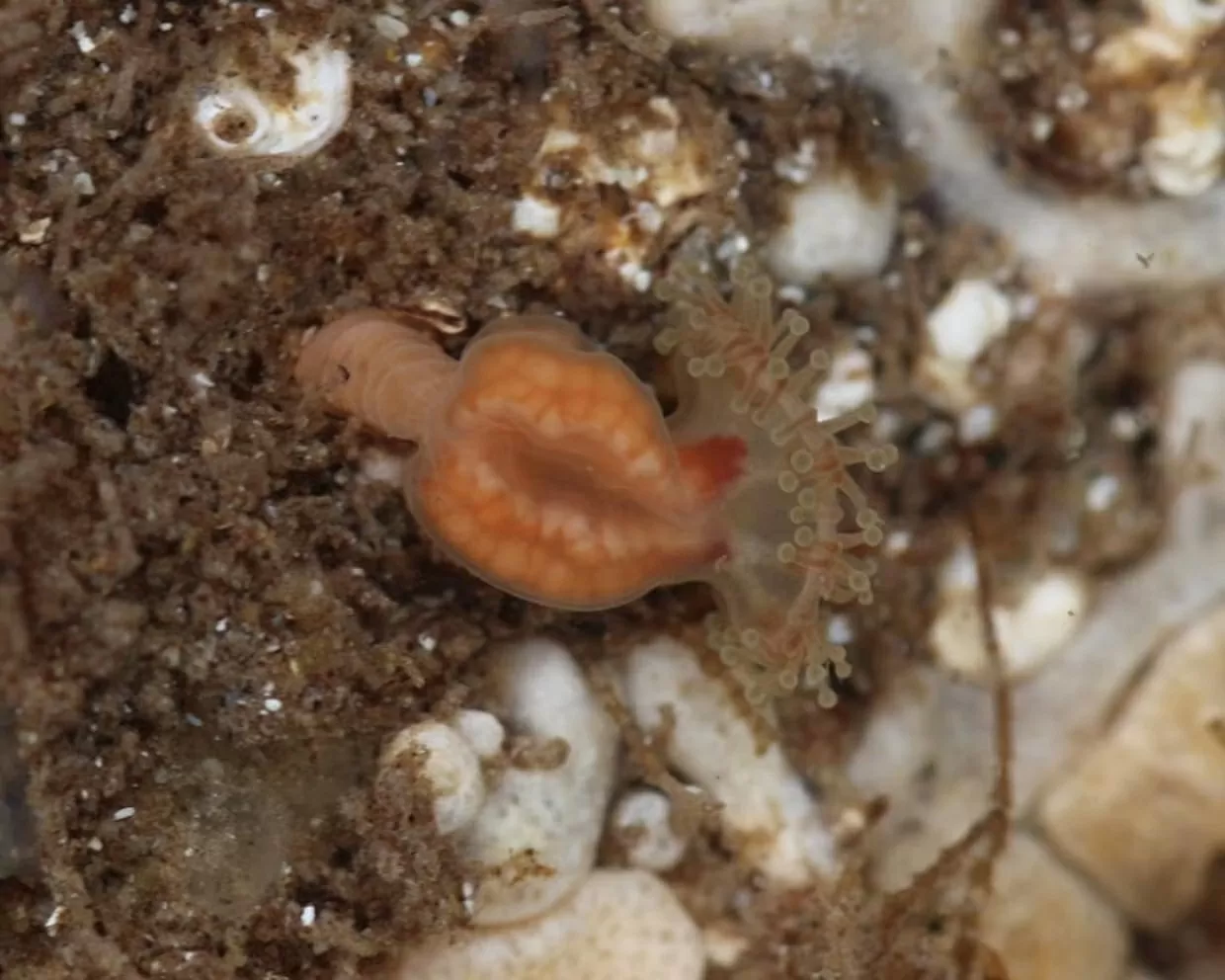 Du khách phát hiện loài sứa ‘tuyệt chủng’ tại vùng biển Scotland, Anh Du khách phát hiện loài sứa ‘tuyệt chủng’ tại vùng biển Scotland, Anh