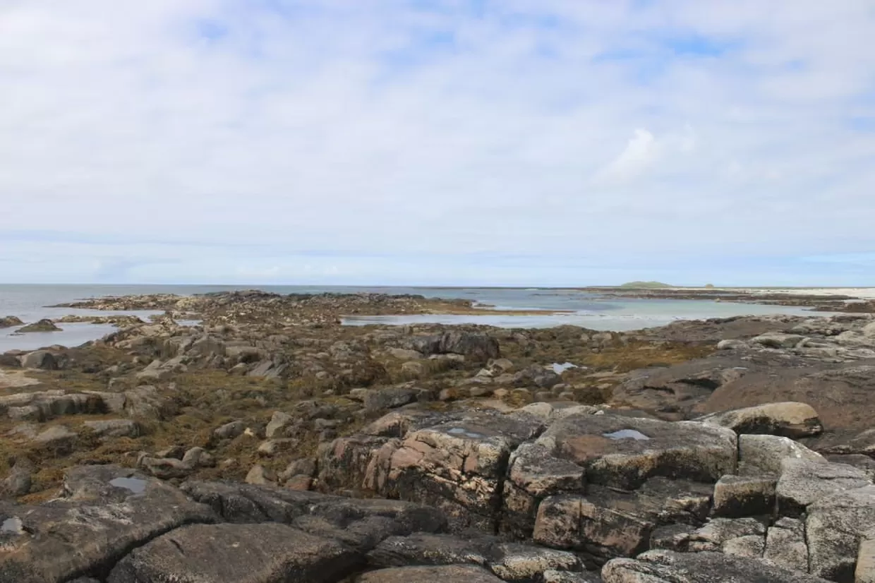 Du khách phát hiện loài sứa ‘tuyệt chủng’ tại vùng biển Scotland, Anh