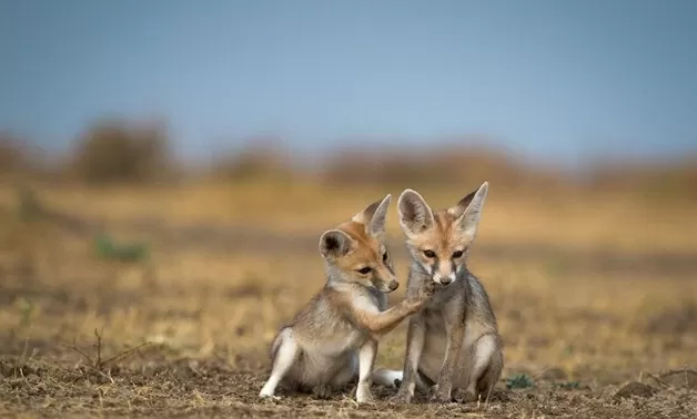 Sa mạc phía Tây Ai Cập: Kỳ quan vĩnh cửu giữa lòng Sahara Sa mạc phía Tây Ai Cập: Kỳ quan vĩnh cửu giữa lòng Sahara