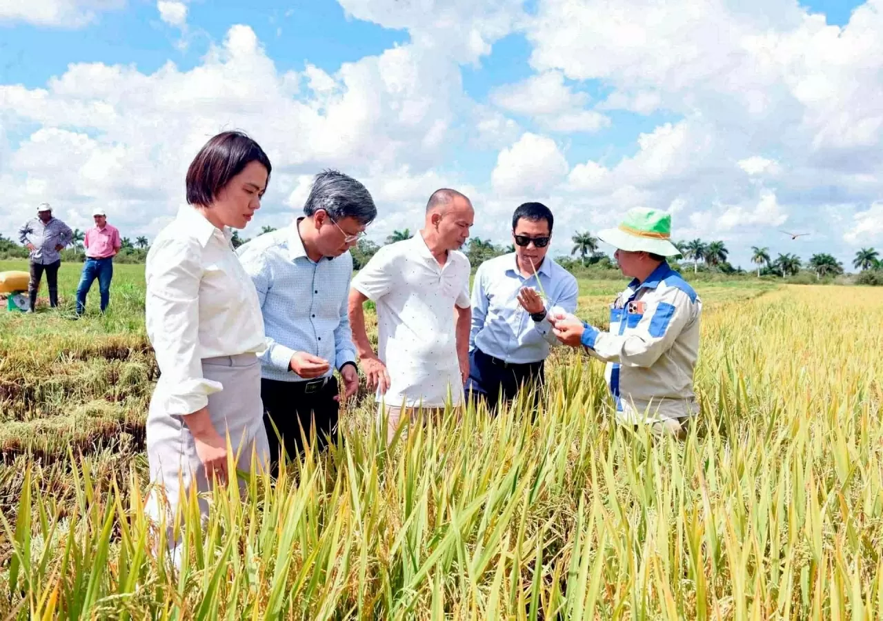 Vietnamese Ambassador to Cuba Le Quang Long and experts visit rice fields in Cuba. (Source: VNA)
