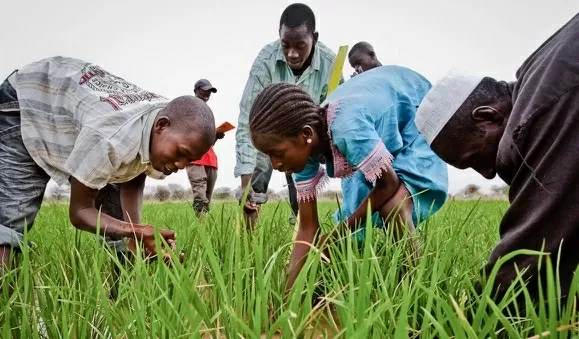 Các quốc gia Liên minh châu Phi kêu gọi ưu tiên tăng năng suất bằng cách đẩy nhanh việc áp dụng nông nghiệp thông minh thích ứng với khí hậu, mở rộng thủy lợi và xóa bỏ các rào cản hệ thống. (Nguồn: AFSA) Các quốc gia Liên minh châu Phi kêu gọi ưu tiên tăng năng suất bằng cách đẩy nhanh việc áp dụng nông nghiệp thông minh thích ứng với khí hậu, mở rộng thủy lợi và xóa bỏ các rào cản hệ thống. (Nguồn: AFSA)