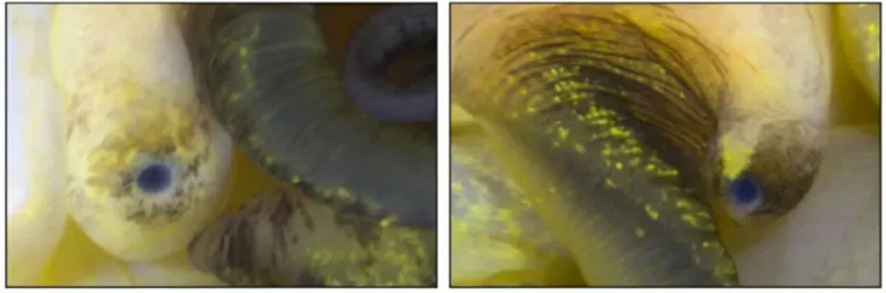 Ốc bươu vàng Nam Mỹ có khả năng mọc lại mắt Ốc bươu vàng Nam Mỹ có khả năng mọc lại mắt