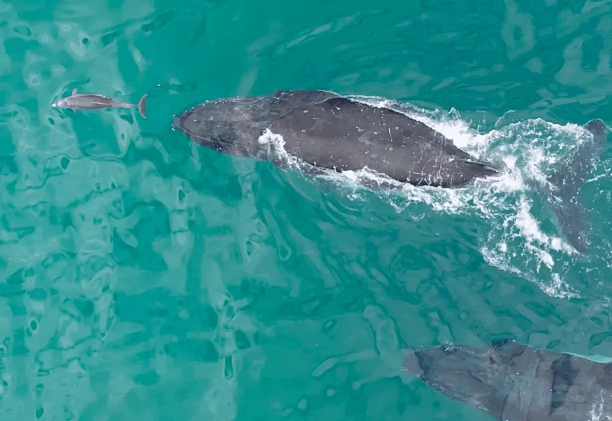 Mối quan hệ tương tác thực tế phức tạp, có chiều sâu của cá voi và cá heo