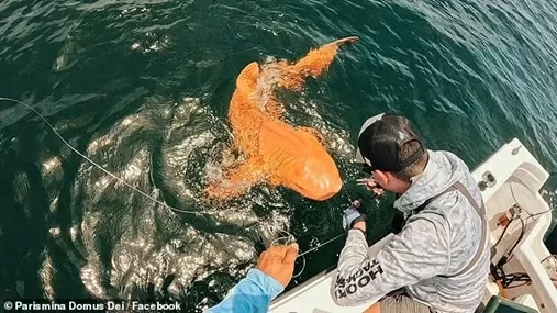 Lần đầu tiên trên thế giới câu được cá mập màu cam do mắc chứng vàng da Lần đầu tiên trên thế giới câu được cá mập màu cam do mắc chứng vàng da