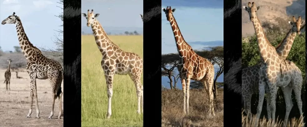 Chính thức công nhận 4 loài hươu cao cổ châu Phi riêng biệt Chính thức công nhận 4 loài hươu cao cổ châu Phi riêng biệt