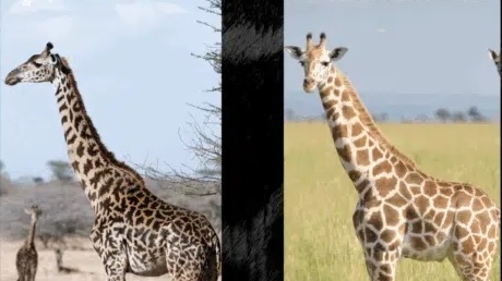 Chính thức công nhận 4 loài hươu cao cổ châu Phi riêng biệt