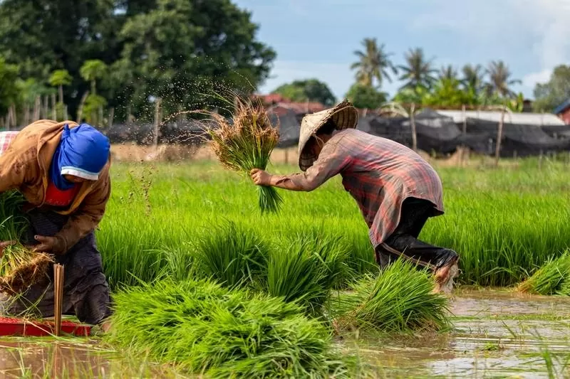 (Nguồn: Grain.org)