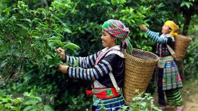 Mang hồn cốt núi rừng Tây Bắc vào giấc mơ trà Việt đi khắp thế giới