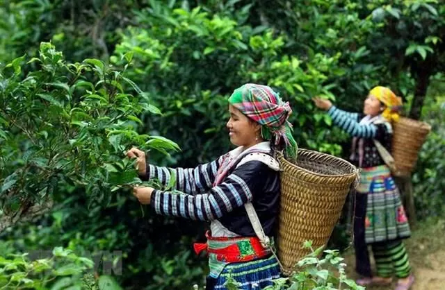 Mang hồn cốt núi rừng Tây Bắc vào giấc mơ trà Việt đi khắp thế giới Mang hồn cốt núi rừng Tây Bắc vào giấc mơ trà Việt đi khắp thế giới