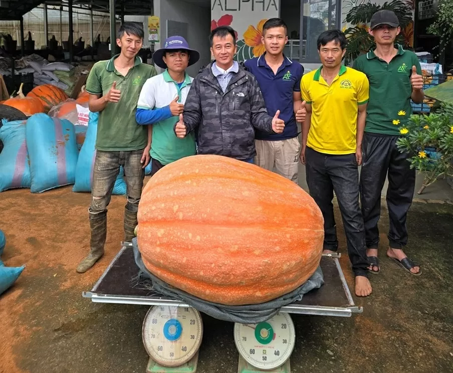 Quả bí ngô khổng lồ nặng hơn 170kg, chuyển từ Lâm Đồng ra Đà Nẵng trưng bày dịp lễ Quốc khánh 2/9 Quả bí ngô khổng lồ nặng hơn 170kg, chuyển từ Lâm Đồng ra Đà Nẵng trưng bày dịp lễ Quốc khánh 2/9