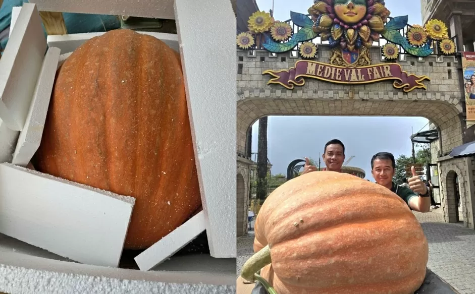 Quả bí ngô khổng lồ nặng hơn 170kg, chuyển từ Lâm Đồng ra Đà Nẵng trưng bày dịp lễ Quốc khánh 2/9