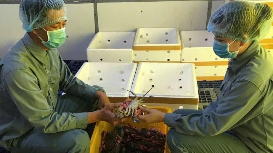 Ngày hội cua Cà Mau lần thứ 2 năm 2025 dự kiến thu hút 8.000 -10.000 lượt khách