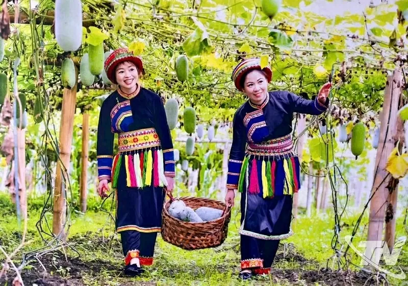 Bí xanh thơm là cây đặc sản có tiếng, đặc hữu của xã Thượng Minh, Ba Bể. Sản phẩm này đã đạt chứng nhận OCOP 4 sao.