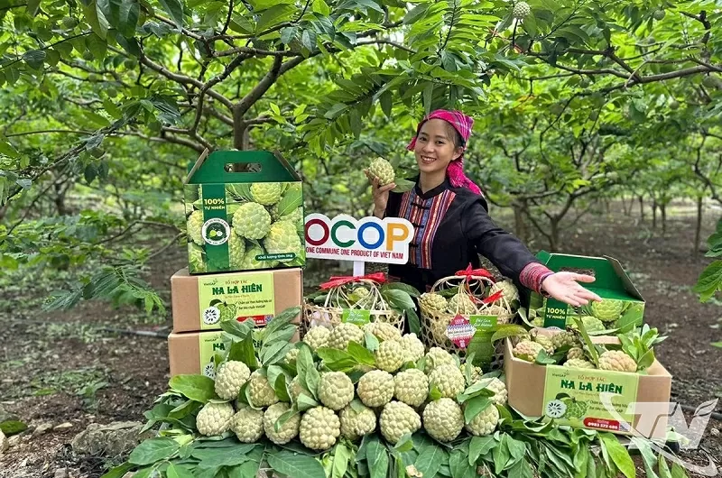 Thái Nguyên nâng tầm thương hiệu nông sản Thái Nguyên nâng tầm thương hiệu nông sản