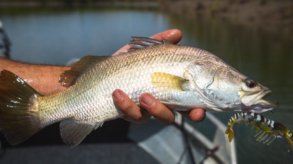 Thử nghiệm phụ gia thảo mộc cho nuôi trồng thủy sản bền vững