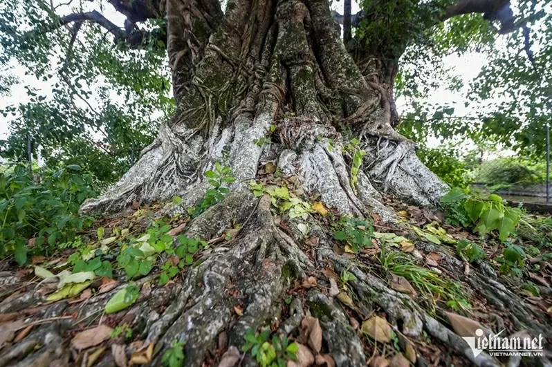 Ninh Bình: Cây bồ đề đại thụ 900 năm tuổi phát triển xanh tốt, tỏa bóng mát như chiếc ô khổng lồ Ninh Bình: Cây bồ đề đại thụ 900 năm tuổi phát triển xanh tốt, tỏa bóng mát như chiếc ô khổng lồ