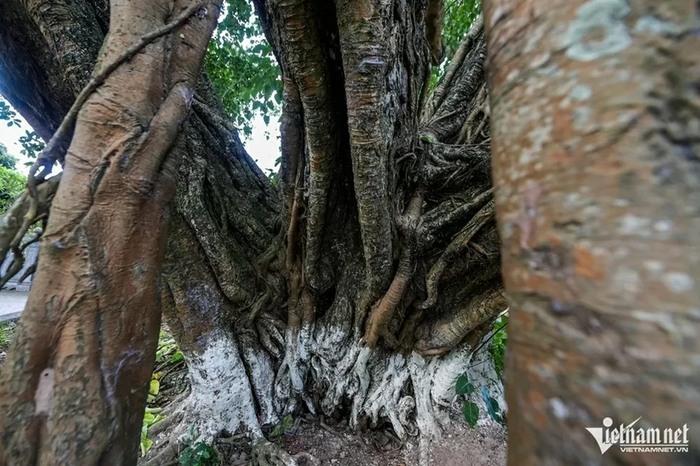 Ninh Bình: Cây bồ đề đại thụ 900 năm tuổi phát triển xanh tốt, tỏa bóng mát như chiếc ô khổng lồ