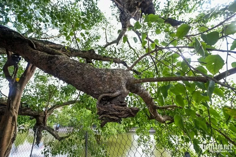 Ninh Bình: Cây bồ đề đại thụ 900 năm tuổi phát triển xanh tốt, tỏa bóng mát như chiếc ô khổng lồ