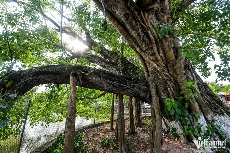 Ninh Bình: Cây bồ đề đại thụ 900 năm tuổi phát triển xanh tốt, tỏa bóng mát như chiếc ô khổng lồ Ninh Bình: Cây bồ đề đại thụ 900 năm tuổi phát triển xanh tốt, tỏa bóng mát như chiếc ô khổng lồ