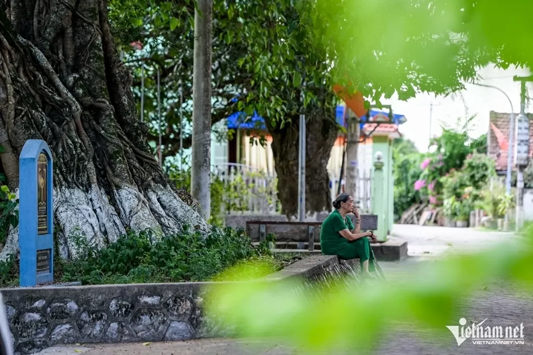 Ninh Bình: Cây bồ đề đại thụ 900 năm tuổi phát triển xanh tốt, tỏa bóng mát như chiếc ô khổng lồ