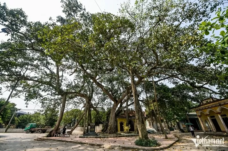 Ninh Bình: Cây bồ đề đại thụ 900 năm tuổi phát triển xanh tốt, tỏa bóng mát như chiếc ô khổng lồ