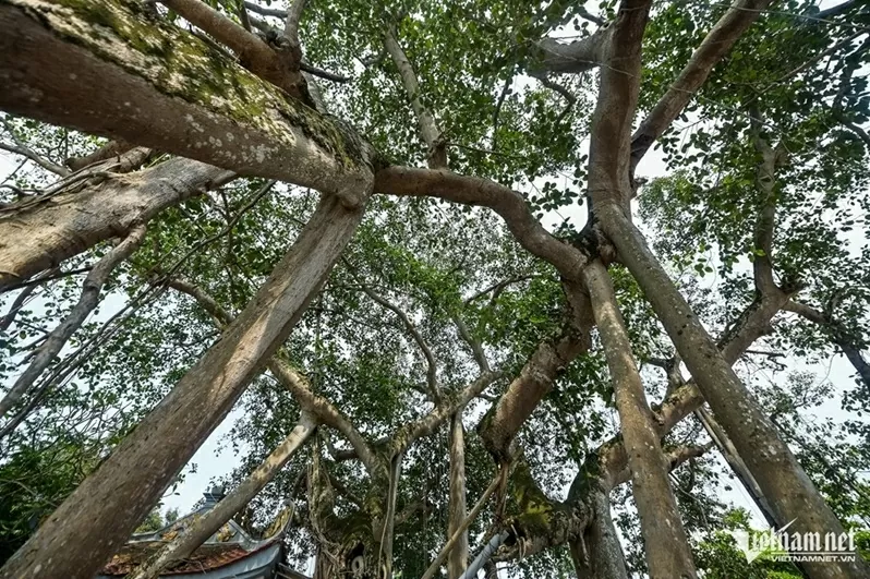 Ninh Bình: Cây bồ đề đại thụ 900 năm tuổi phát triển xanh tốt, tỏa bóng mát như chiếc ô khổng lồ