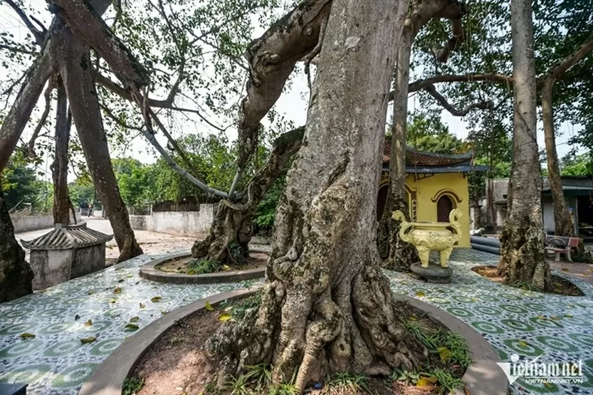 Ninh Bình: Cây bồ đề đại thụ 900 năm tuổi phát triển xanh tốt, tỏa bóng mát như chiếc ô khổng lồ