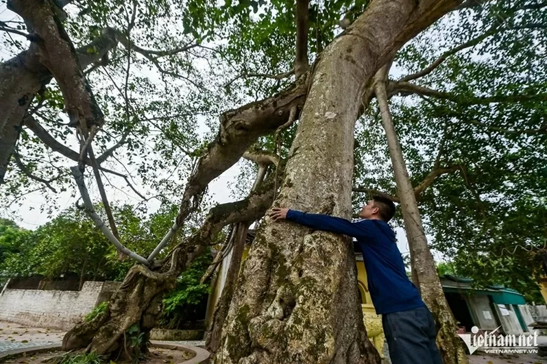 Ninh Bình: Cây bồ đề đại thụ 900 năm tuổi phát triển xanh tốt, tỏa bóng mát như chiếc ô khổng lồ Ninh Bình: Cây bồ đề đại thụ 900 năm tuổi phát triển xanh tốt, tỏa bóng mát như chiếc ô khổng lồ
