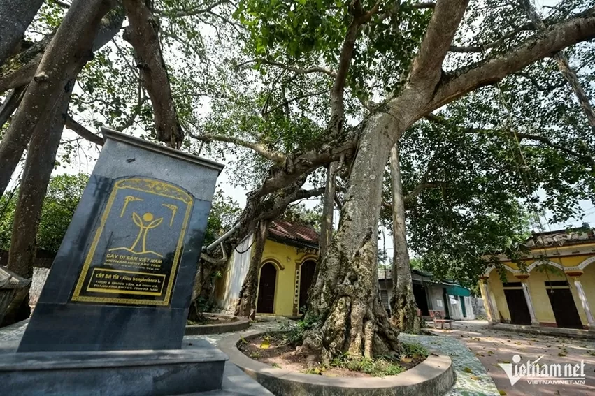 Ninh Bình: Cây bồ đề đại thụ 900 năm tuổi phát triển xanh tốt, tỏa bóng mát như chiếc ô khổng lồ