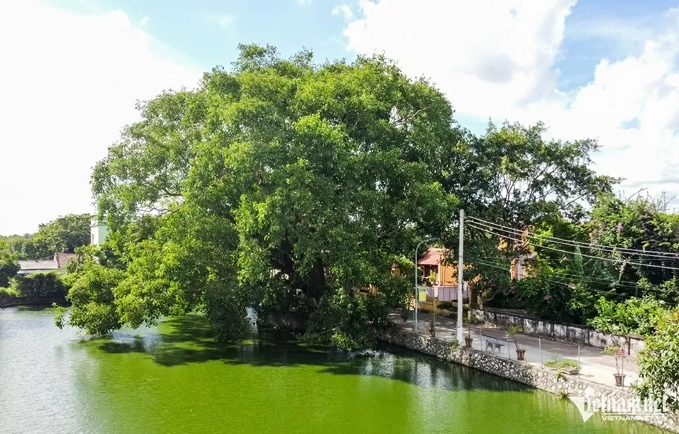 Ninh Bình: Cây bồ đề đại thụ 900 năm tuổi phát triển xanh tốt, tỏa bóng mát như chiếc ô khổng lồ Ninh Bình: Cây bồ đề đại thụ 900 năm tuổi phát triển xanh tốt, tỏa bóng mát như chiếc ô khổng lồ