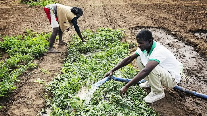 Ứng dụng AI trong nông nghiệp: Bước tiến mới của nông dân châu Phi Ứng dụng AI trong nông nghiệp: Bước tiến mới của nông dân châu Phi