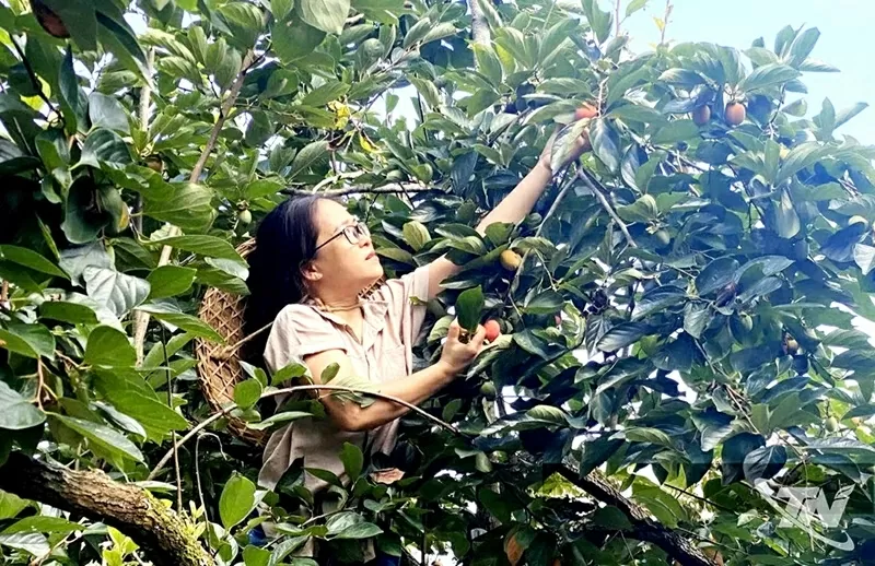 Thu hoạch hồng không hạt ở xã Đồng Phúc. Thu hoạch hồng không hạt ở xã Đồng Phúc.