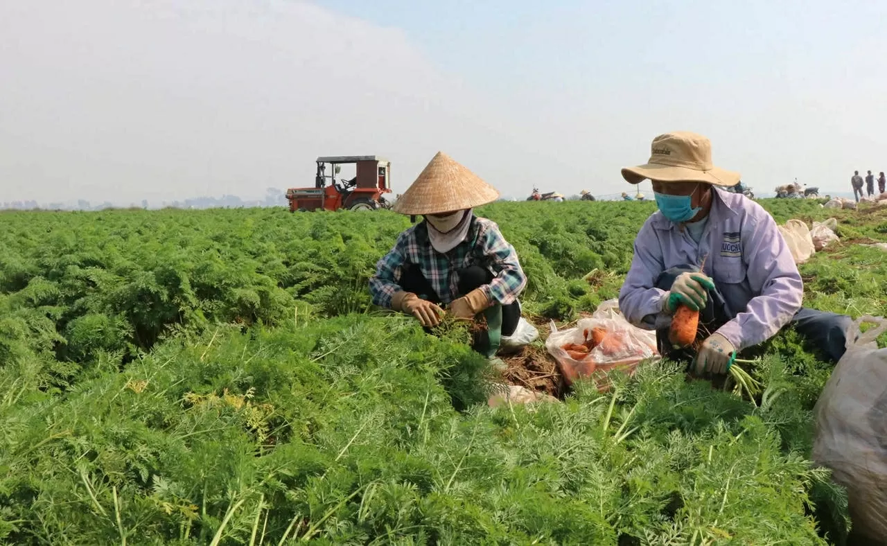 Sản xuất rau màu theo hướng hàng hóa tập trung quy mô lớn đã góp phần nâng cao thu nhập cho người dân xã Đại Lai, tỉnh Bắc Ninh. (Ảnh: Bảo Khánh)